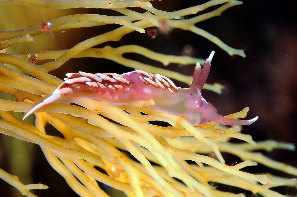 Nudibranco da determinare